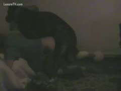 A large dog humping its dom